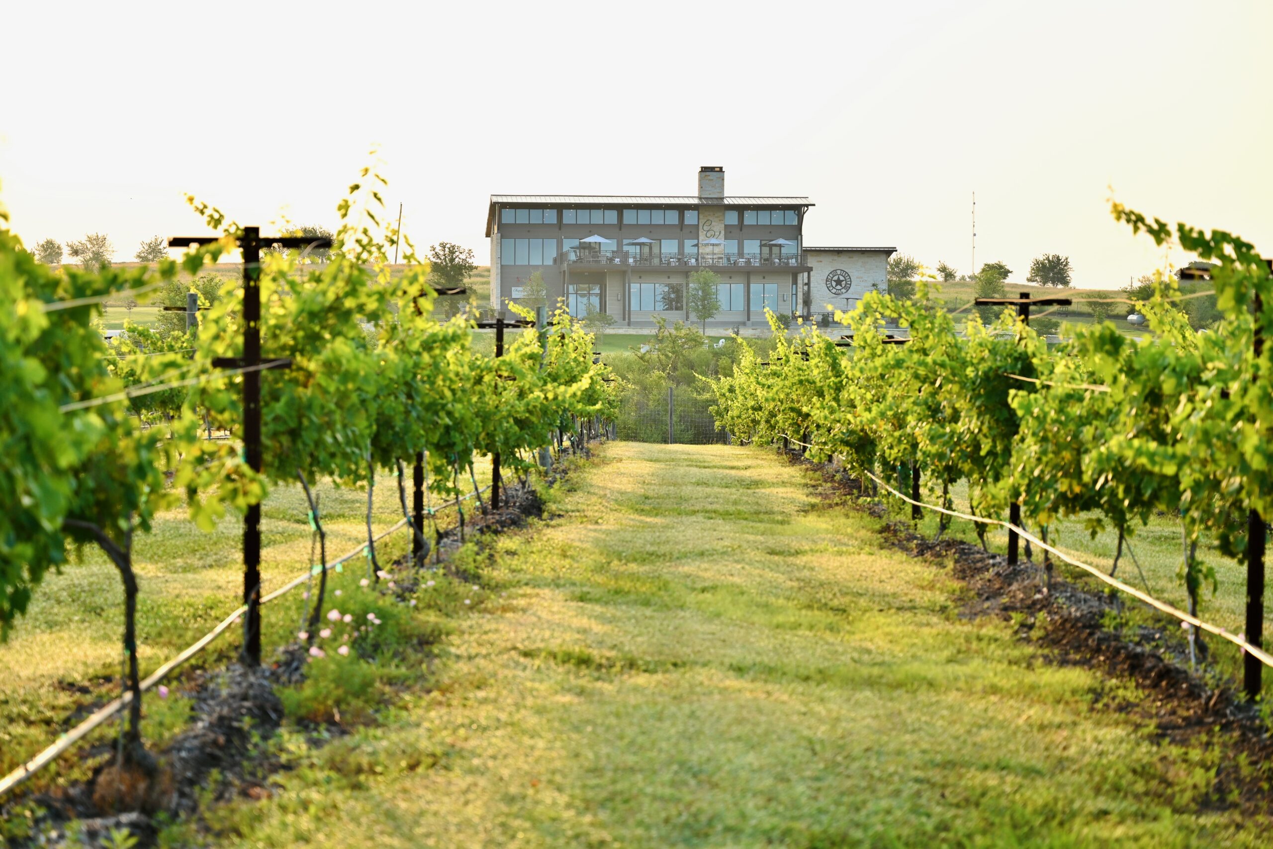 Chapelton Vineyards_Vineyards_by Alex Montoya